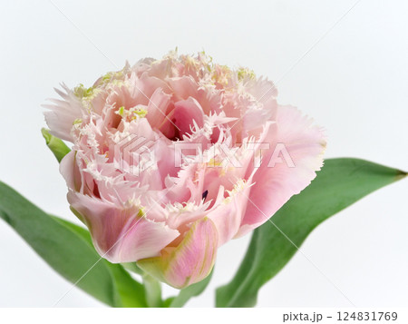 ピンク色のフリンジ咲きのチューリップの花【Tulip】 124831769