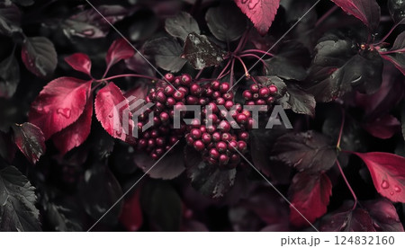 Elderberry Fruits From The Sambucus Ebulus Plant: A Guide To Identifying And Enjoying These Berries In The Wild. 124832160