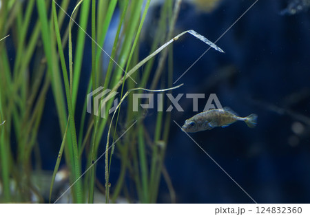 ムサシトミヨ 124832360