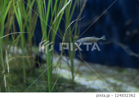 ムサシトミヨ 124832362