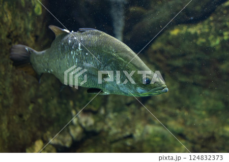 水族館のバラマンディ 水族館のバラマンディ 124832373