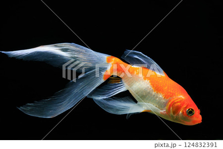 水族館のコメット 水族館のコメット 124832391