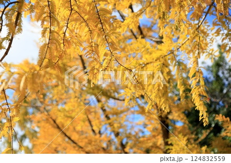 綺麗　メタセコイアの黄葉 124832559