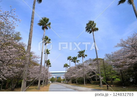 公園のヤシの木（品川区の潮風公園） 124832703