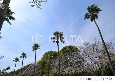 公園のヤシの木(品川区の潮風公園) 公園のヤシの木(品川区の潮風公園) 124832712