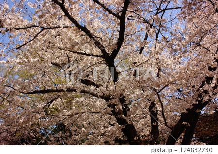 春の陽射しの中で満開になった妙正寺公園のソメイヨシノ（1） 124832730