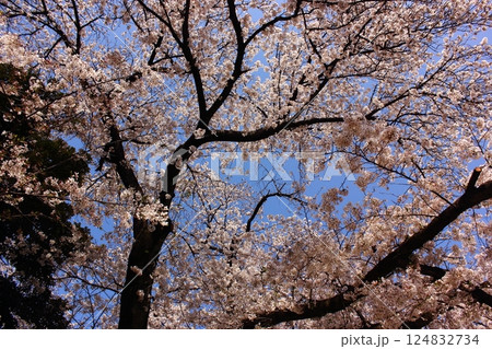 春の陽射しの中で満開になった妙正寺公園のソメイヨシノ（5） 124832734