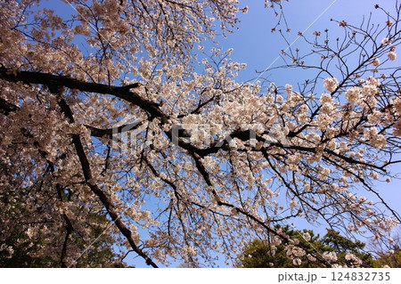 春の陽射しの中で満開になった妙正寺公園のソメイヨシノ（6） 124832735