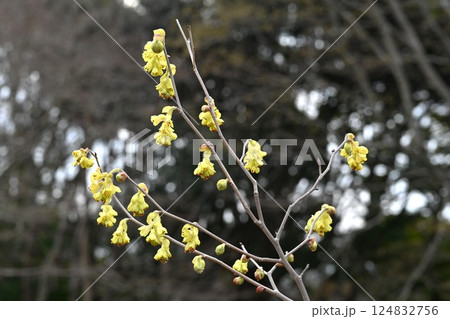 トサミズキの花・高知県原産・季節の花の背景素材 124832756