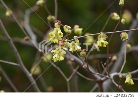 トサミズキの花・高知県原産・季節の花の背景素材 トサミズキの花・高知県原産・季節の花の背景素材 124832759