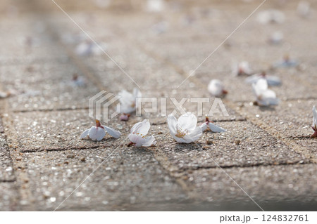 風に吹かれて道路に落ちた桜の花びら 風に吹かれて道路に落ちた桜の花びら 124832761