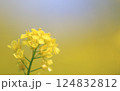 菜の花 124832812