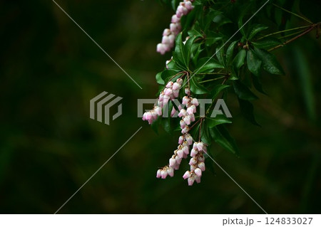 アセビの花・馬酔木・有毒植物・季節の花の背景素材 124833027