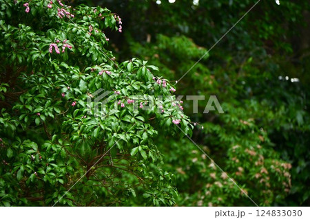 アセビの花・馬酔木・有毒植物・季節の花の背景素材 124833030