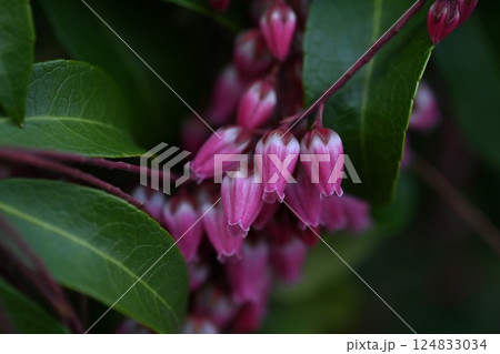 アセビの花・馬酔木・有毒植物・季節の花の背景素材 124833034