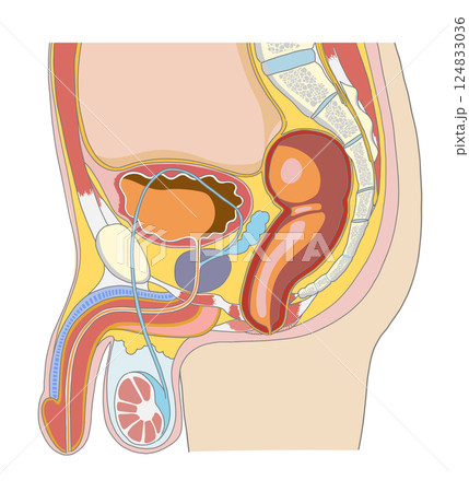 男性生殖器を含めた骨盤周辺の横からの解剖イラスト 124833036