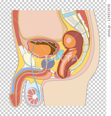 男性生殖器を含めた骨盤周辺の横からの解剖イラスト 124833036