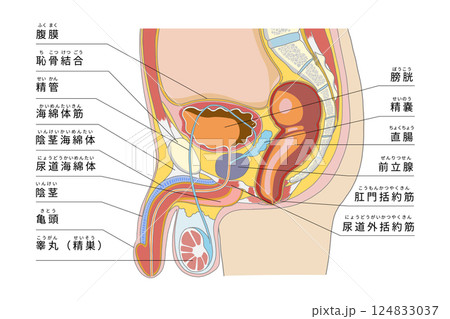 男性生殖器を含めた骨盤周辺の横からの解剖イラスト 124833037