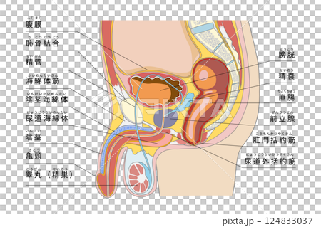 男性生殖器を含めた骨盤周辺の横からの解剖イラスト 124833037