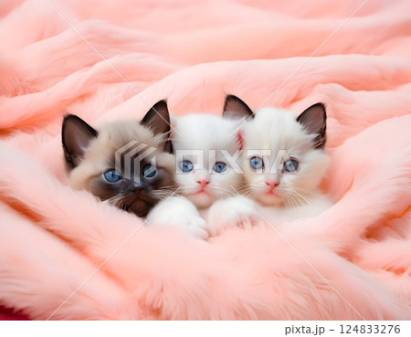 フカフカの猫ベッドに入った子猫たち 124833276
