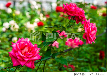 あぐりの丘 ばらハウス【長崎市】 あぐりの丘 ばらハウス【長崎市】 124833362