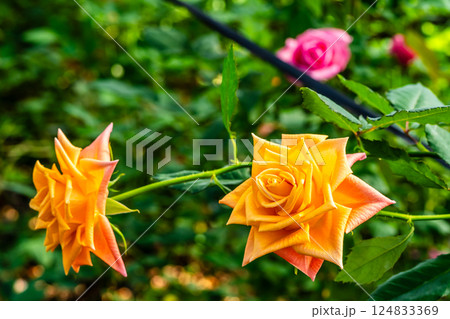 あぐりの丘　ばらハウス【長崎市】 124833369