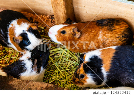 あぐりの丘　モルモット【長崎市】 124833413