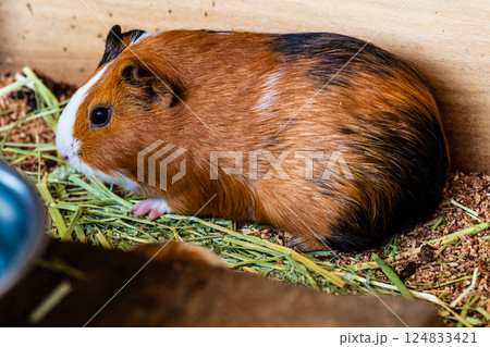 あぐりの丘　モルモット【長崎市】 124833421