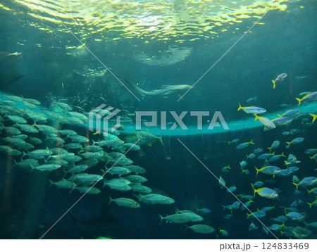 鴨川シーワールドの魚たち 124833469