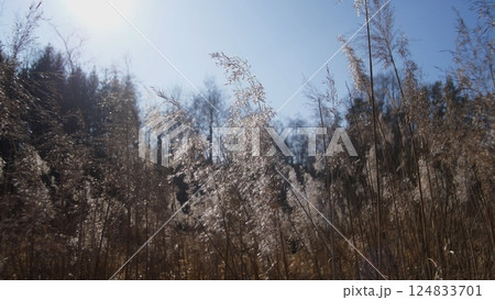 A truly serene and picturesque view of sunlit grass gently swaying in the soft breeze against a clear blue sky 124833701