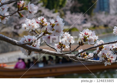 京都 岡崎疎水鴨東運河 岡崎十国船 京都 岡崎疎水鴨東運河 岡崎十国船 124833805