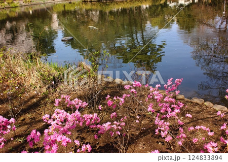 4月上旬に咲き始めた妙正寺公園のツツジ 124833894