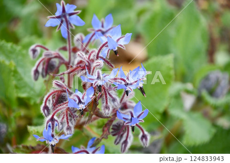 ルリヂシャ Borage ルリヂシャ Borage 124833943