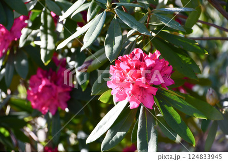 セイヨウシャクナゲ「太陽」 124833945
