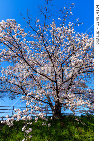 2025年春　満開になった奈良佐保川の桜並木　青空を背景に咲き誇る桜① 124834104