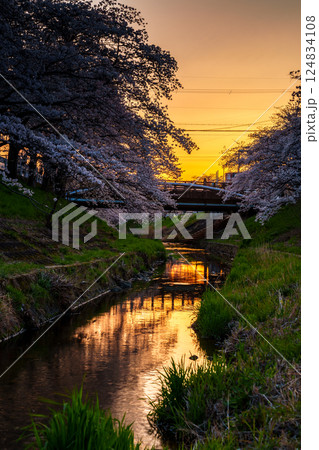 2025年春　満開になった奈良佐保川の桜並木　日没後黄金色に染まる空と桜 124834108