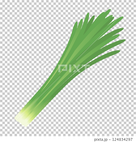 Chinese chive 124834297