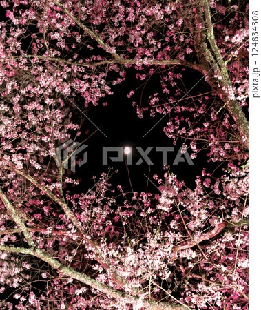 満開の桜から月光が差し込む2025 満開の桜から月光が差し込む2025 124834308