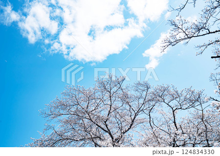 青空と満開の桜 124834330