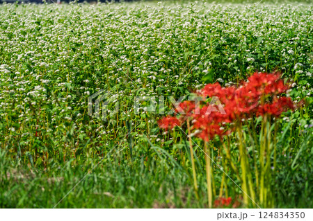 滋賀県高島市今津町日置地区で撮影した絨毯のように広がる蕎麦の花 124834350