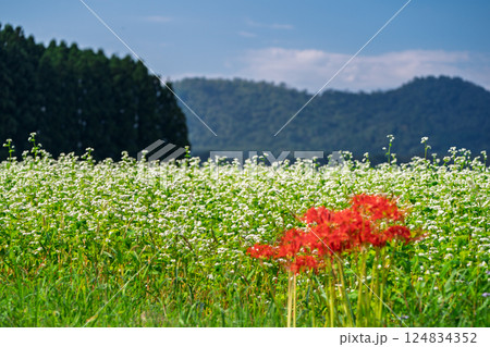 滋賀県高島市今津町日置地区で撮影した絨毯のように広がる蕎麦の花 124834352