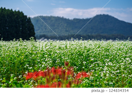 滋賀県高島市今津町日置地区で撮影した絨毯のように広がる蕎麦の花 滋賀県高島市今津町日置地区で撮影した絨毯のように広がる蕎麦の花 124834354