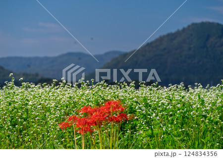滋賀県高島市今津町日置地区で撮影した絨毯のように広がる蕎麦の花 滋賀県高島市今津町日置地区で撮影した絨毯のように広がる蕎麦の花 124834356