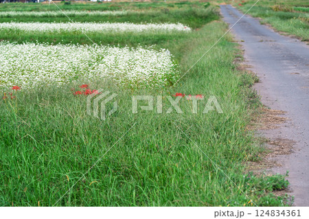 滋賀県高島市今津町日置地区で撮影した絨毯のように広がる蕎麦の花 124834361