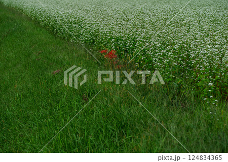 滋賀県高島市今津町日置地区で撮影した絨毯のように広がる蕎麦の花 124834365