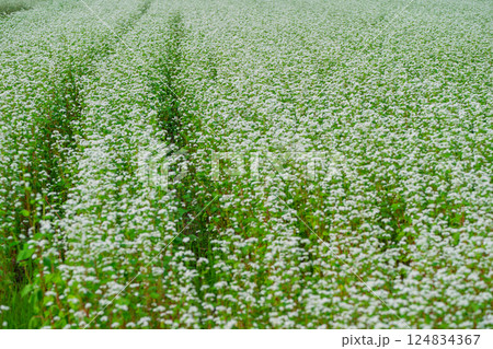 滋賀県高島市今津町日置地区で撮影した絨毯のように広がる蕎麦の花 滋賀県高島市今津町日置地区で撮影した絨毯のように広がる蕎麦の花 124834367