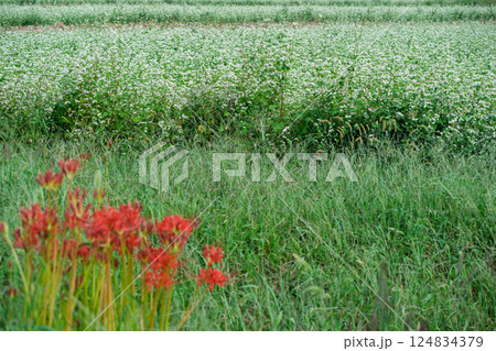 滋賀県高島市今津町日置地区で撮影した絨毯のように広がる蕎麦の花 124834379