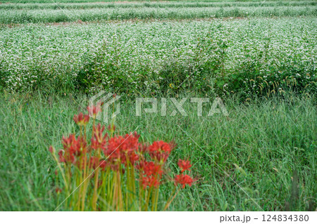 滋賀県高島市今津町日置地区で撮影した絨毯のように広がる蕎麦の花 124834380