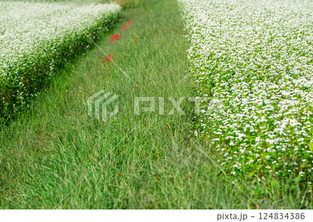 滋賀県高島市今津町日置地区で撮影した絨毯のように広がる蕎麦の花 124834386