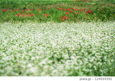 滋賀県高島市今津町日置地区で撮影した絨毯のように広がる蕎麦の花 124834392